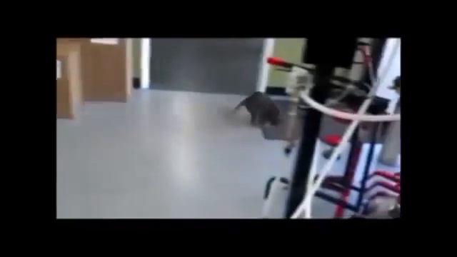 Crazy Cats (Сумасшедшие Кошки) 2015 смотреть онлайн