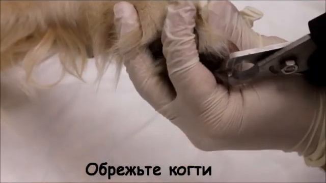 Как правильно стричь когти собаке? смотреть онлайн