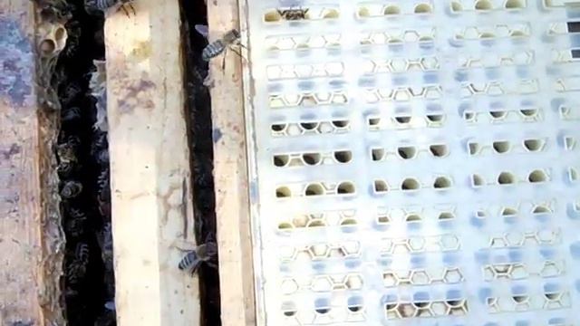 Вывод маток система Никот (начинающим) смотреть онлайн