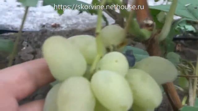 Сорта винограда Гордей пасынки 2017 смотреть онлайн