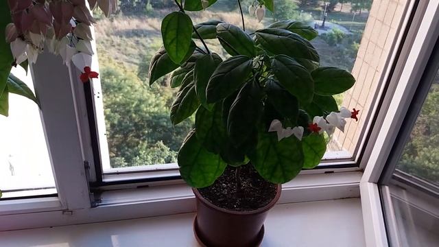 Как отрос клеродендрум Томсона после обрезки смотреть онлайн