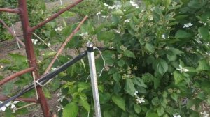 Цветение 2х летнего куста ежевики Натчез