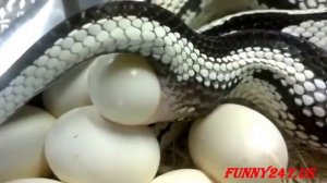 кобра откладывает яйца   посмотри как змея рожает   Snake Breed Mating And Laying Eggs