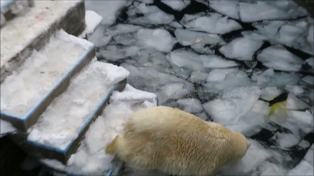 Кай забросил канистру на решётку и ждёт когда ему её сбросят 22.11.2021 смотреть онлайн