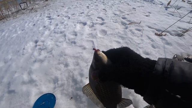 Бомбезное закрытие сезона 2020/ Удочки в дугу, леска звенит/ Караси еле проходят в лунку/