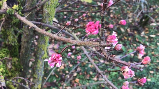 Viorne de Bodnant 'Viburnum bodnantense 'Dawn' ou Viorne d'hiver Constellation parfumée смотреть онлайн