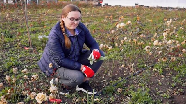 Обрезка и укрытие роз на зиму. Как обрезать розы осенью. Лучшее укрытие для роз. смотреть онлайн