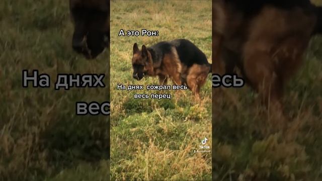 Вся правда о немецких овчарках ? смотреть онлайн