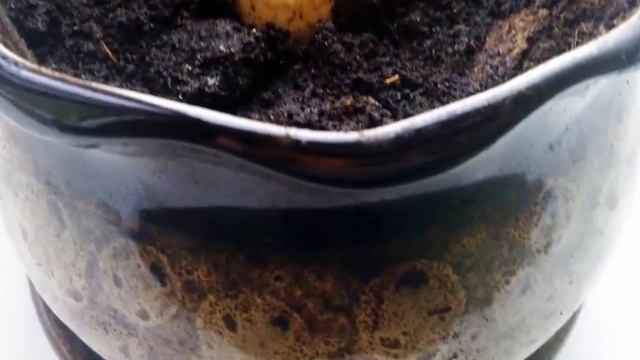 Авокадо из косточки. Как из косточки вырастить настоящее дерево. смотреть онлайн