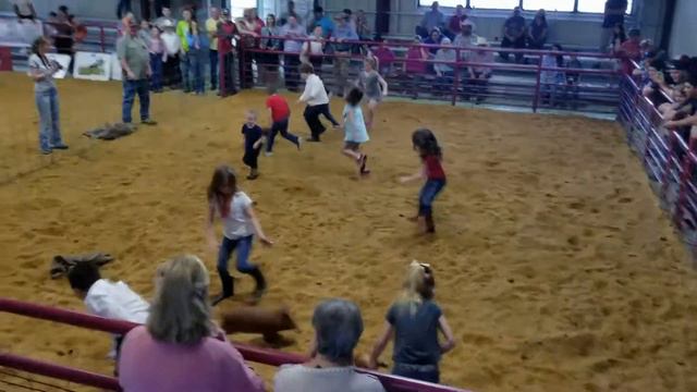 Wakulla County Swine Show - Pig Scramble 5-7 year old kids - February 17, 2018 смотреть онлайн