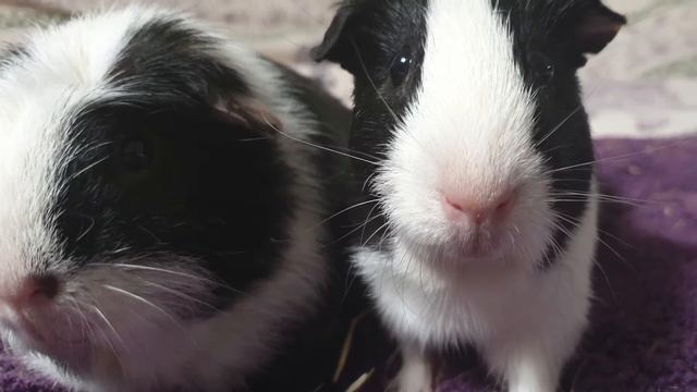 Common Guinea Pig Sounds & Behaviours смотреть онлайн