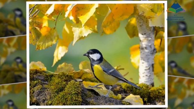 "Ах, возраст "осень" - время непростое!" смотреть онлайн