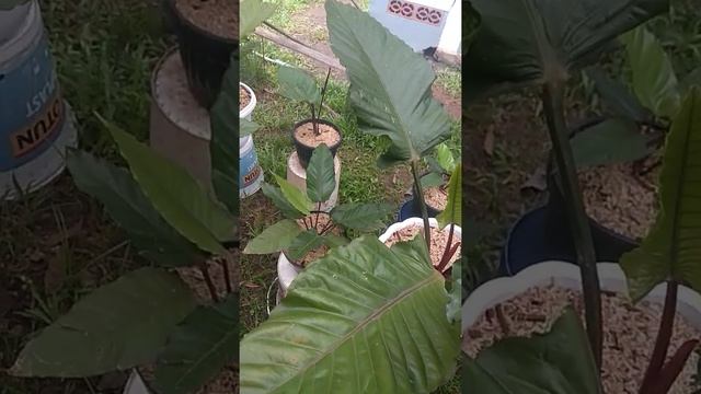 Anthurium Black Beauty смотреть онлайн