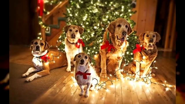 Самый подробный Cписок Новогодних Примет! Вот как правильно Встретить Земляную Собаку! смотреть онлайн