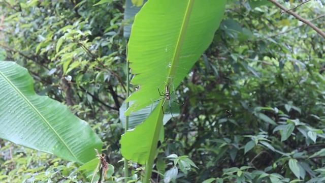 Nephila pilipes in Taipei смотреть онлайн