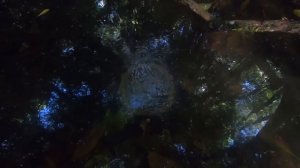 Primitive Technology Pot Made of Wood Ash - New Clay Alternative