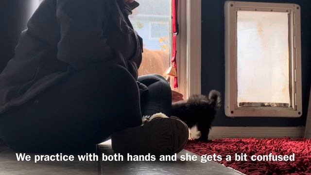 Teaching a 10 week old Puppy Using Target Training смотреть онлайн