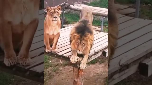 Настоящий лев умеет любить! #львы #животные смотреть онлайн