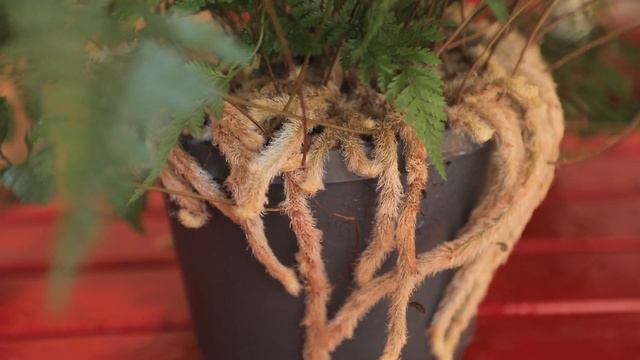 Даваллия / Davallia /  Tropikdan Mehmon