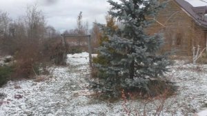 Ель колючая "Хупси". Picea pungens "Hoopsii"