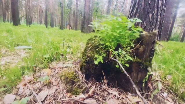 Бердск парк на камнях Сибиряк смотреть онлайн