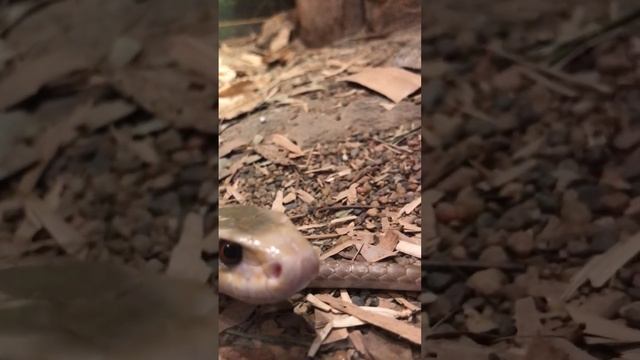 Coastal Taipan - Australian Reptile Park #snakes #venomous #reptiles смотреть онлайн