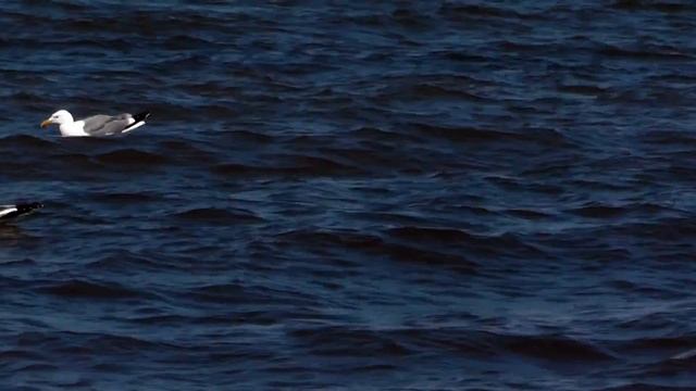 Байкал. Чайки (Baikal Gells)