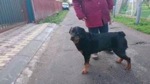 РОТВЕЙЛЕР НА ДАЧЕ.ГУЛЯЕМ. ПОМОГАЕМ.Дрессировка ротвейлера.