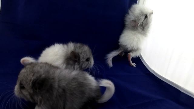 Ebony White RPA Angora baby chinchillas смотреть онлайн