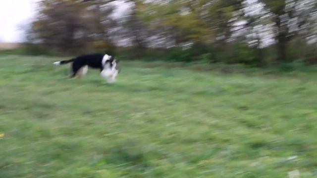 Figa Border Collie - 1 year смотреть онлайн