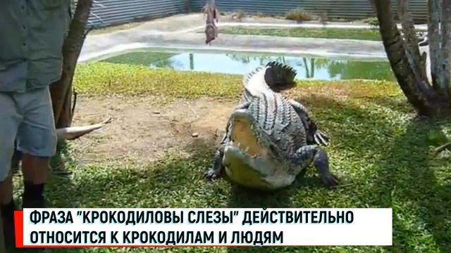 ЗАЧЕМ КРОКОДИЛЫ ЕДЯТ КАМНИ? ИНТЕРЕСНЫЕ ФАКТЫ О КРОКОДИЛАХ смотреть онлайн
