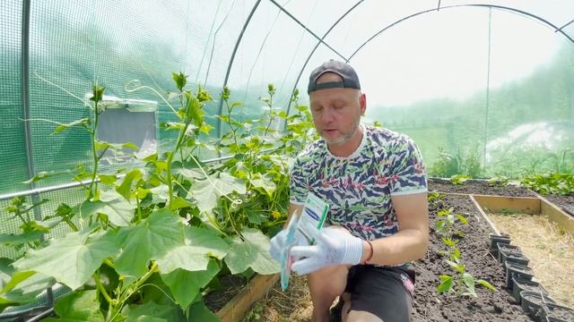 Пероноспороз. Как защитить огурцы. смотреть онлайн