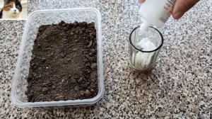 Обработка семян Хлоргексидином перед посевом