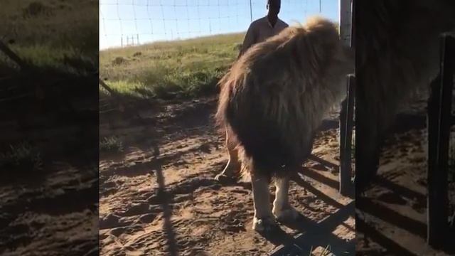 Большой лев смотреть онлайн