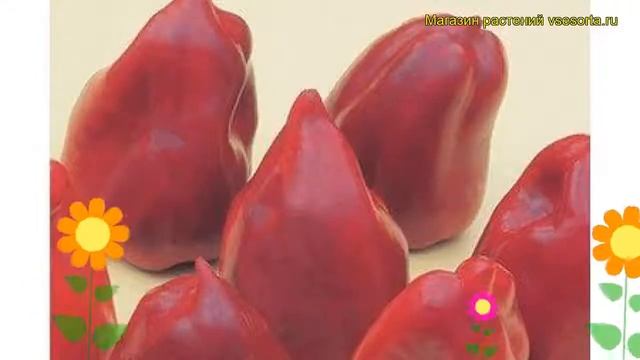 Перец сладкий Нафаня. Краткий обзор, описание характеристик, где купить саженцы Nafania смотреть онлайн