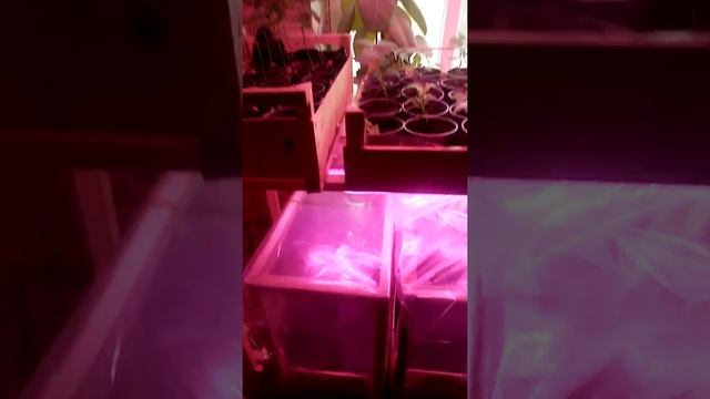 Выращивание медоносных растений смотреть онлайн