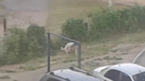 Спаривание  собак