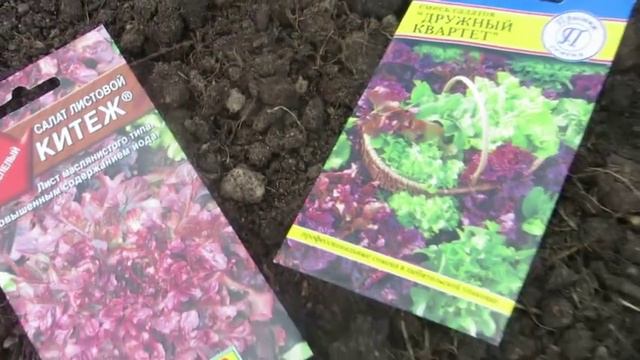 Наша дача-конец июня. Продолжаю посевы и высадку рассады.