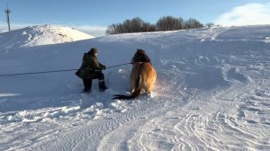 Ранчо на Урале / Обучаем очередного башкирского жеребца / Будни фермера