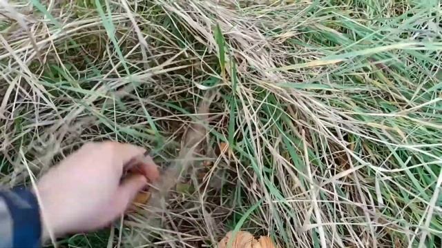 Самый Сезон собирать рыжики. Места, внешний вид гриба и пр. смотреть онлайн