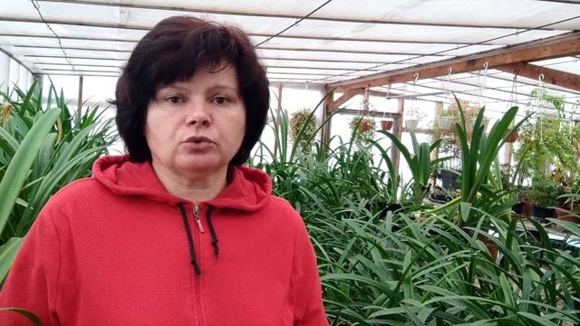 Полив и подкормки гиппеаструмов зимой.