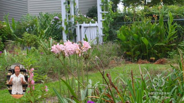 "Naked Ladies" Lycoris squamigera смотреть онлайн