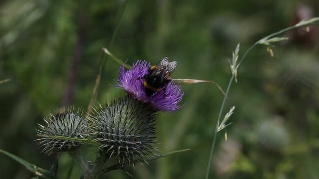 Nature Cinematography - Nature Video - The Best of Chopin - Waltz Beautiful Music - Piano Music смотреть онлайн