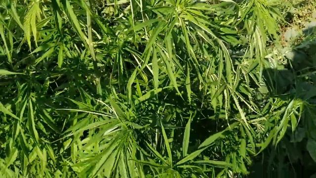 Outdoor 3"Agamotto 75 дней. Атака червей?? АУТ 2021🌱 смотреть онлайн