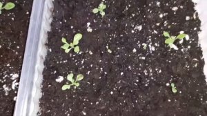 Петуния Джоконда от посева до цветения