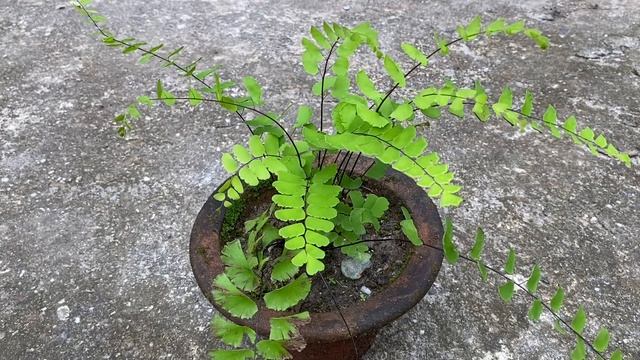 Adiantum capillus veneris,Venus hair fern смотреть онлайн