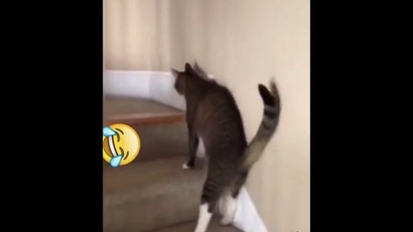 Выпивший кот