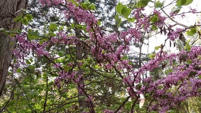 Иудово или багрянник европейский? смотреть онлайн