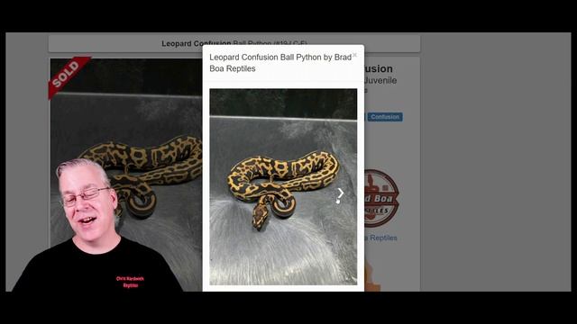 The Best Ball Python Pattern Enhancing Genes смотреть онлайн