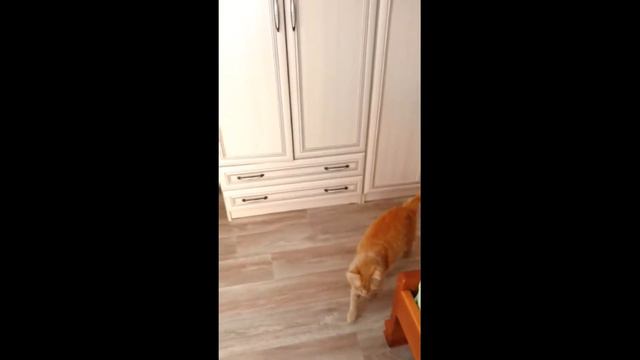 Спасение животных — какими стали спасенные животные в нашей семье. смотреть онлайн